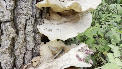 Large white tree fungus forest macro detail Stock Footage 341834340