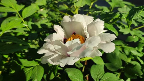 Large white tree peony flower close-up spring day. Flower of blooming tree peony Stock Footage 283352989