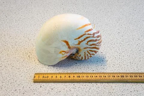 Large white tropical shell with orange pattern. Foto stock