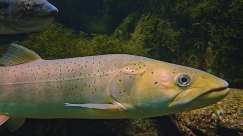 A large white trout  Stock Footage 245046979