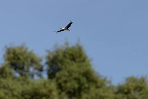 Large white wading bird with black wingtips and a red bill, eating frogs and  Stock Photos