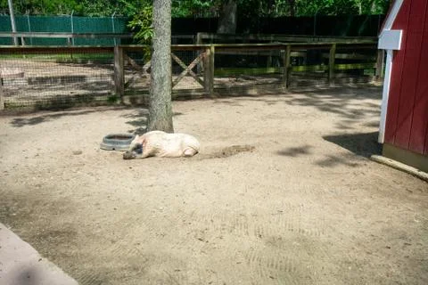 A Large White Wart Hog Laying Down in an Enclosure in a Zoo Stock Photos
