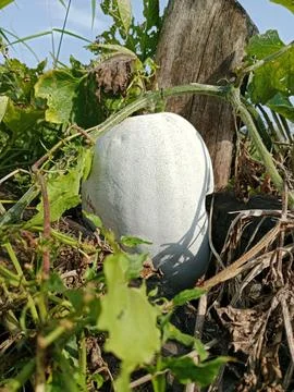 Large White Winter Melon Growing on the Vine Stock Photos