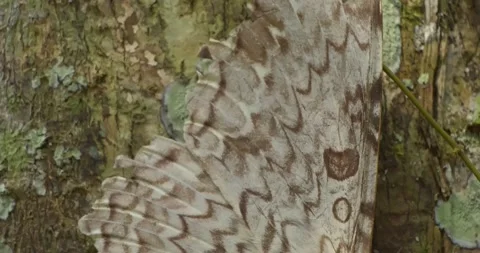 A large white witch moth rests on the side of a tree, top down panning shot Stock Footage 193518570