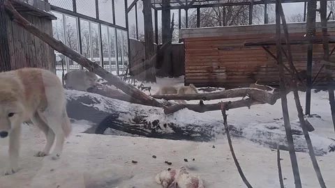 A large white wolf is standing in a snow covered enclosure Stock Footage 276719872
