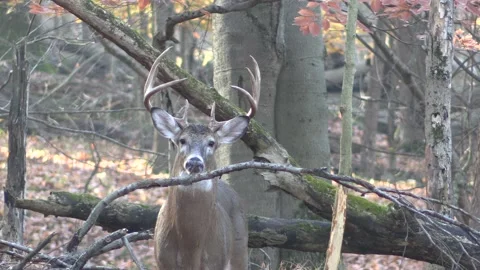 Large whitetail buck in forest steps towards camera Stock Footage 149081806