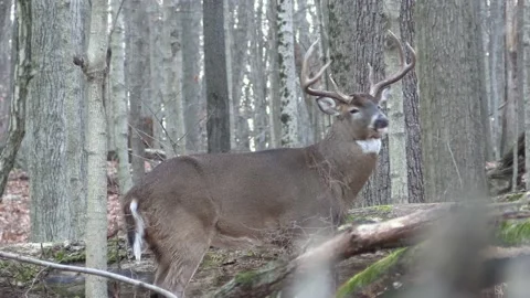 Large whitetail buck standing broadside turns walks away Stock Footage 149083389