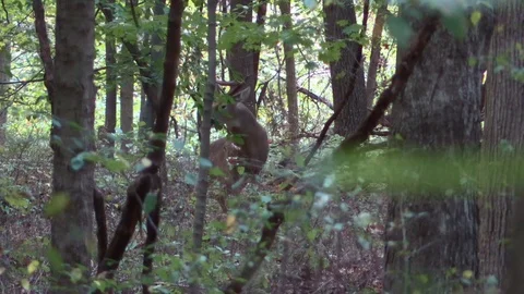 Large whitetail deer buck making a scrape in forest Stock Footage 118725735