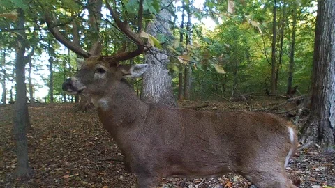 Large whitetail deer buck making a scrape very close Stock Footage 118725875