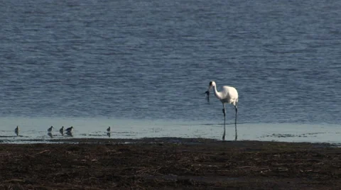 Large whooping crane with Small Birds and Seagulls flying Stock Footage 56739430