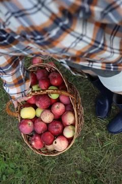 A large wicker basket of red apples Stock Photos