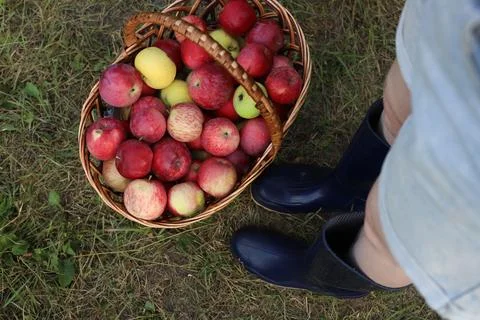 A large wicker basket of red apples Stock Photos