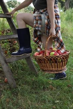 A large wicker basket of red apples Stock Photos