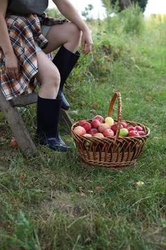 A large wicker basket of red apples Stock Photos