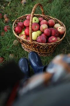 A large wicker basket of red apples Stock Photos