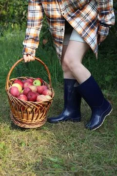 A large wicker basket of red apples Stock Photos