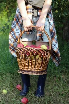 A large wicker basket of red apples Stock Photos