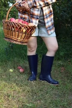 A large wicker basket of red apples Photos