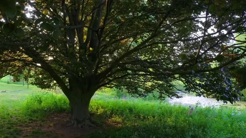 Large wide tree in meadow in Matthei Botanical gardens , Ann Arbor under ev.. Video stock 320204099