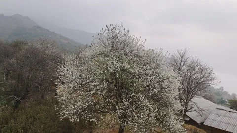 Large Wild Apple Tree Blooming in Misty Nam Nghiep Stock Footage 345379200
