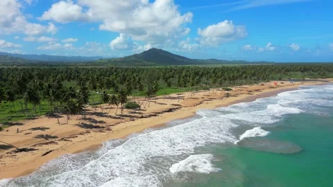 Large wild beach with the thick palm trees grove on the sandy shore of the Stock Footage 259073194