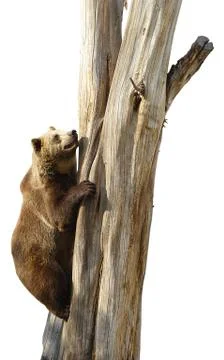 A large wild bear scrambles on a tree. Isolate on white background. Stock Photos