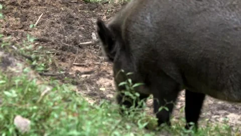 Large Wild Boar Smells Ground and Eats Something Stock Footage 268724651