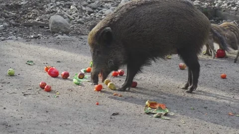 Large wild boar sow with piglets eating fresh green lettuce in Germany. The Stock Footage 327915081