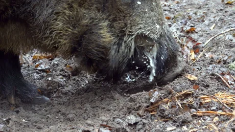 Large wild boar, Sus scrofa, are looking for food in the mud. European nature. Stock Footage 271151350
