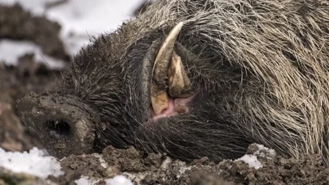 Large Wild Boar Tusks Close-Up – 4K Wildlife Stock-Footage 321508831