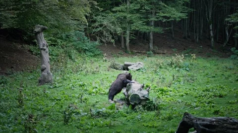 Large Wild Brown Bear eats insects in Romanian Forest habitat Stock Footage 319465297