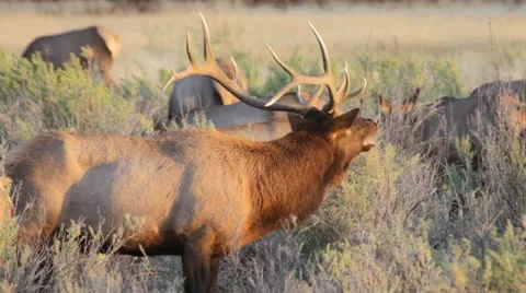 Large wild bull elk Stock Footage 12346201