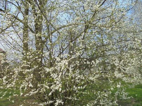 Large wild cherry bush with numerous beautiful white blossoms Stock Photos