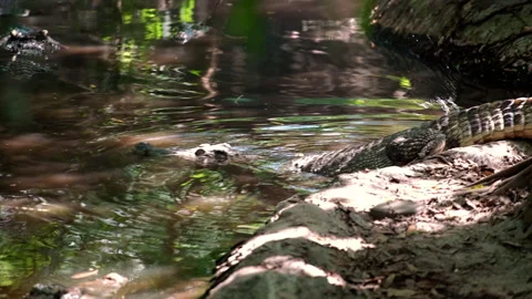 Large wild Crocodile with sharp teeth in its natural habitat crawling in from Vidéo 258673265