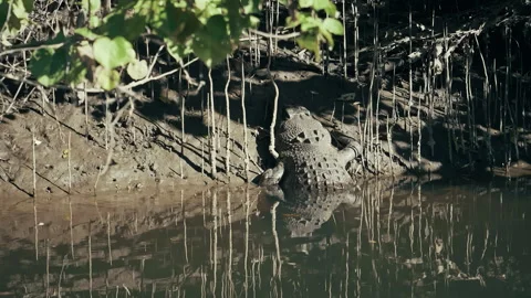 Large wild Crocodile with sharp teeth in its natural habitat crawling in from fo Stock Footage 294645135