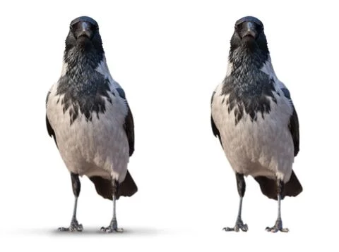 Large wild crows isolated Stock Photos