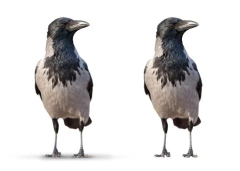 Large wild crows isolated Stock Photos