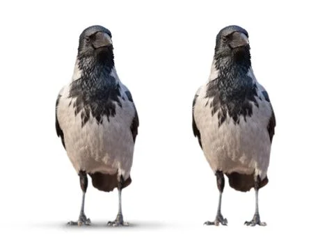 Large wild crows isolated Stock Photos