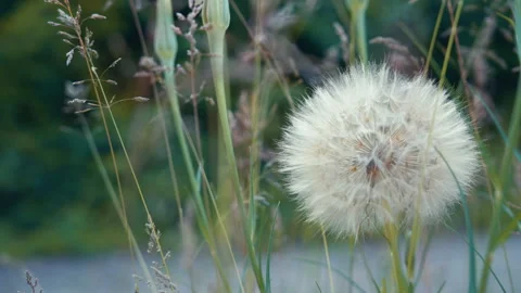 Large Wild Dandelion Seed Head Among Tall Grass Close-Up Slow Motion | Parallax Stock Footage 336696105