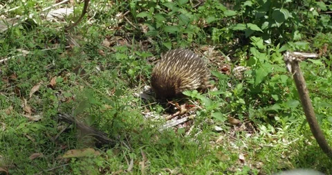 Large wild echidna digging for food on the forest floor Stock Footage 98271764