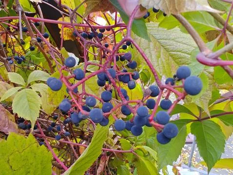 Large wild grape berries Stock Photos