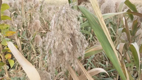 Large wild grass at a forest Stock Footage 145511138