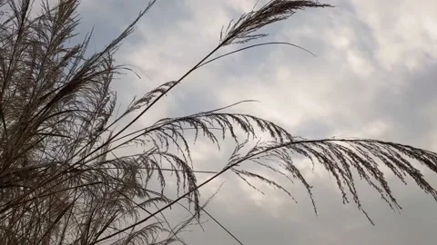 Large wild grass at a forest Stock Footage 145511308