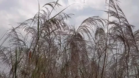 Large wild grass at a forest Stock Footage 145511320