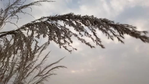 Large wild grass at a forest 스톡 동영상 145511370