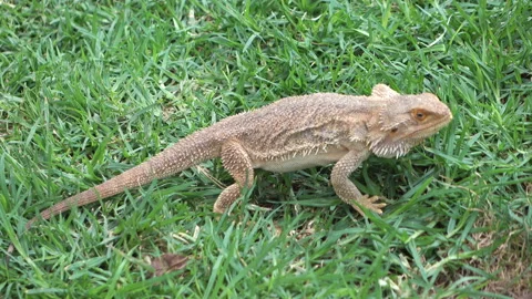 Large wild iguana in 4k Stock Footage 95529970