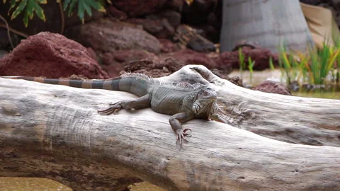 Large wild iguana in slow motion 250fps Stock Footage 152733808
