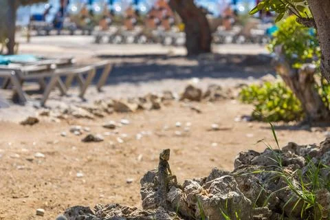 A large wild lizard on a rock. Stock Photos