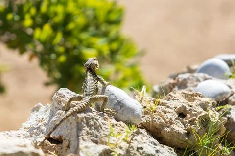 A large wild lizard on a rock. Stock Photos