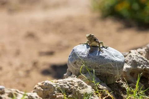 A large wild lizard on a rock. Stock Photos
